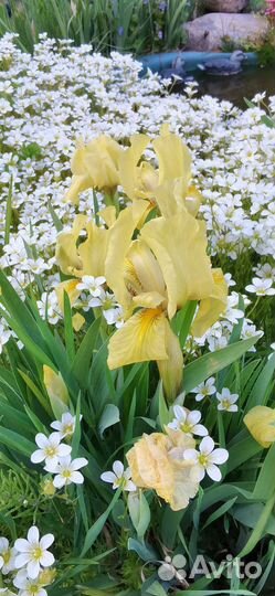 Ирисы карликовые