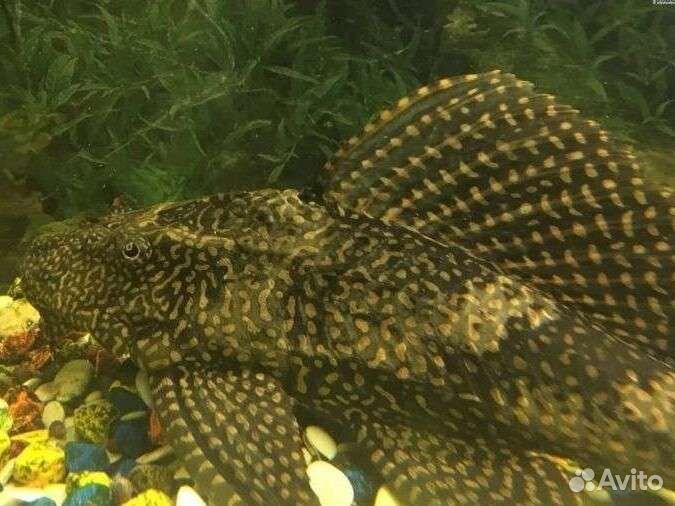 Сомик анциструс