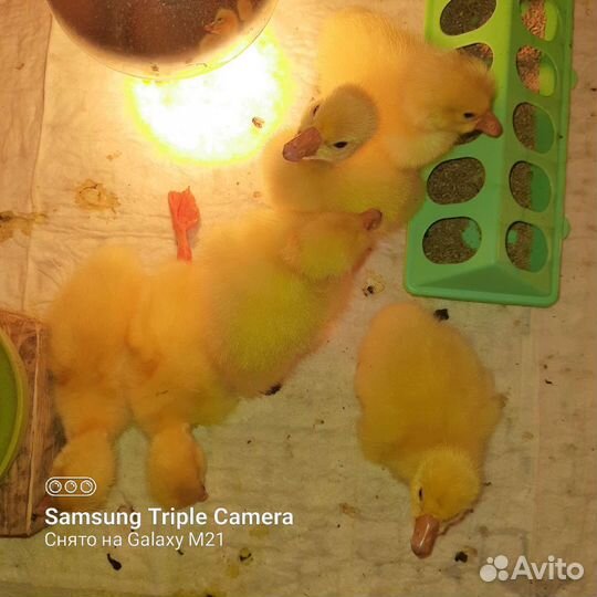 Гусята суточные