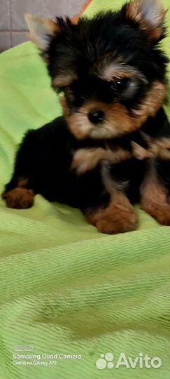 Йоркширский терьер девочки