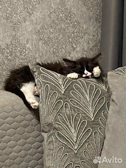 Пушистый котенок (маркиз) Дюша