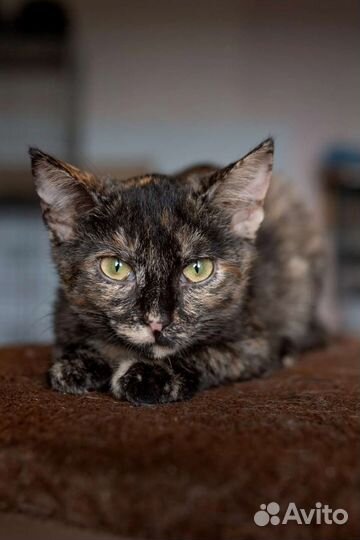 Хотим домой