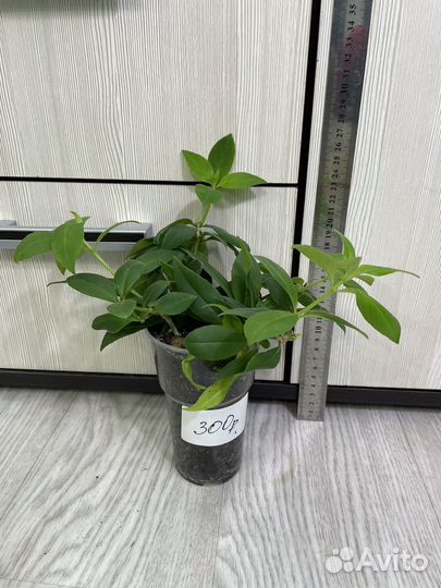 Эсхинантус жар птица от