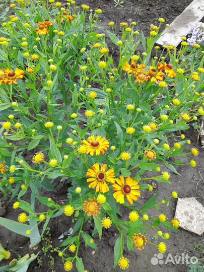 Продам многолетние растения