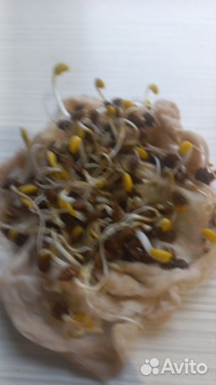 Семена люцерны,суданки,эспарцета