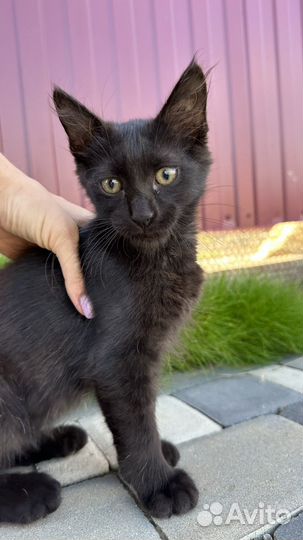 Котенок мальчик