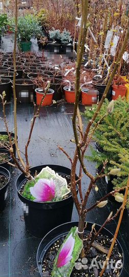 Магнолия Coastеs(котес)