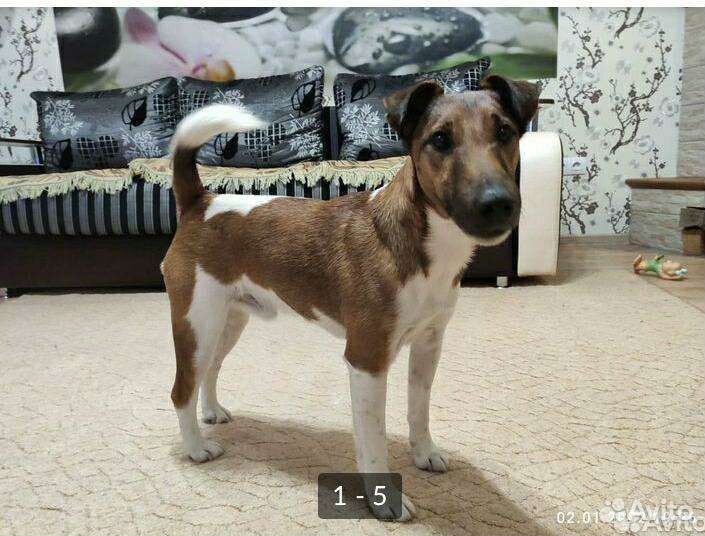 Фокстерьер