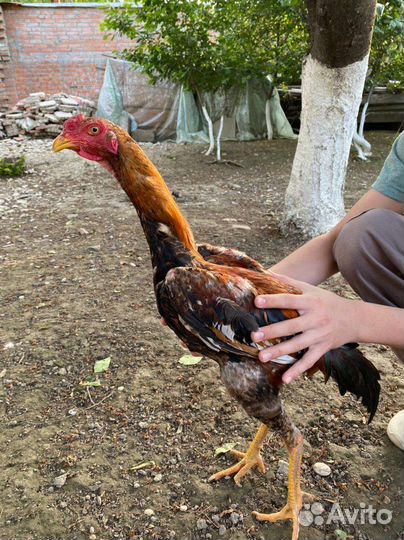 Бойцовые петухи