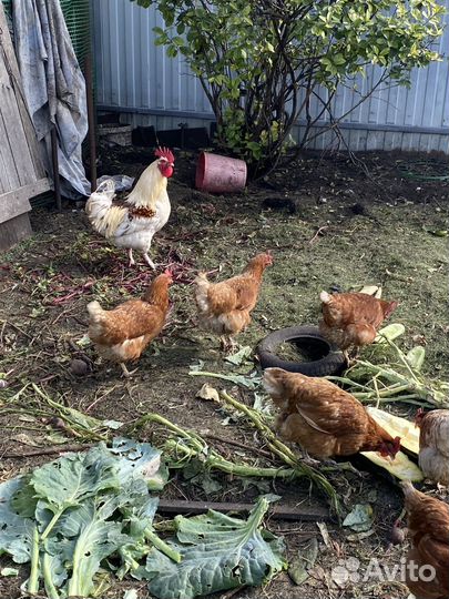 Куры и петух