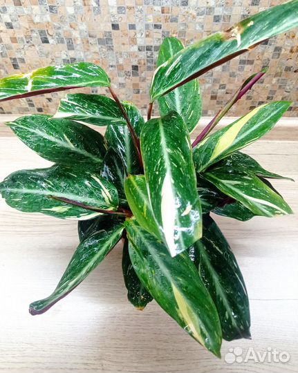 Строманта Меджик Стар