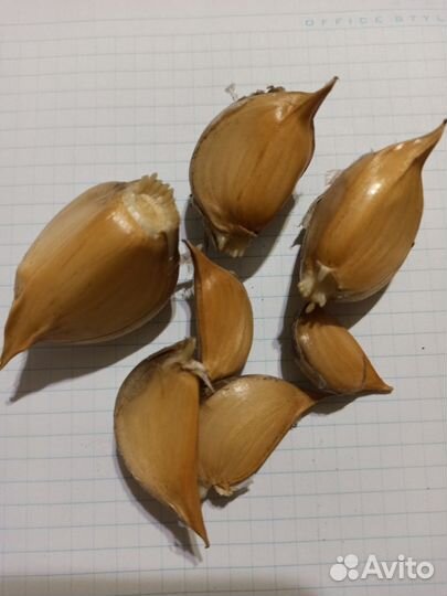 Чеснок рокамболь