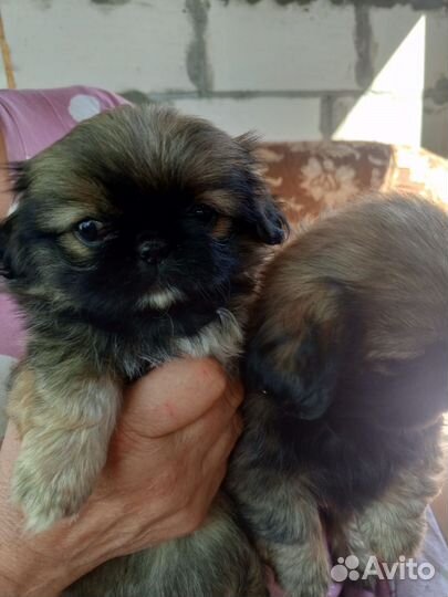 Щенки пекинеса