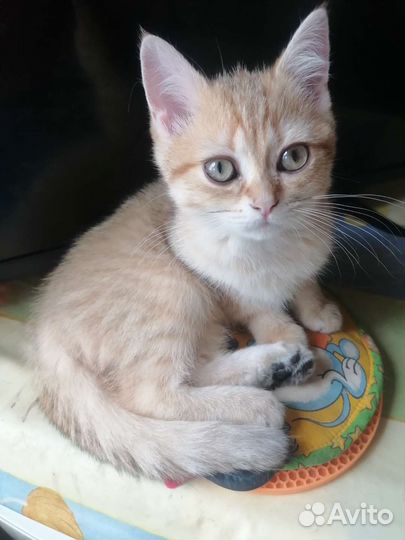 Британские котята