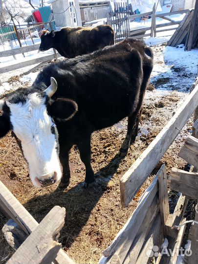 Корова с телëнкам