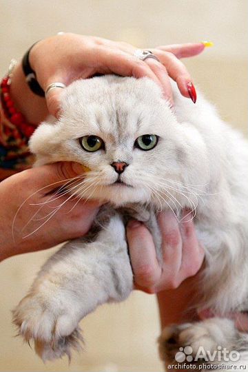Котик ждет кошечек