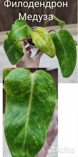 Комнатные цветы. Филодендрон Биркин,Биллитао, кофе