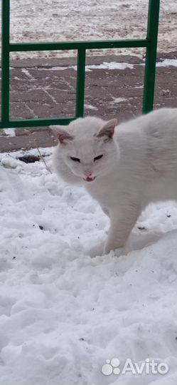 Котик в беде
