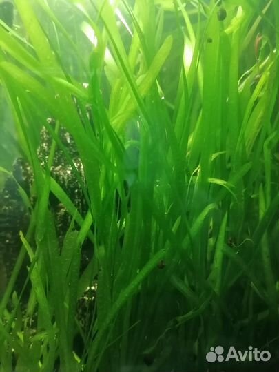Водоросли для аквариума