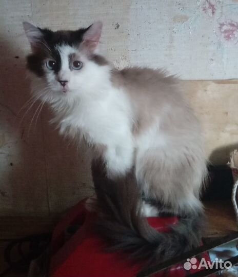 Котик подросток породы священная бирма