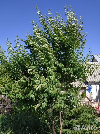 Саженцы абрикос