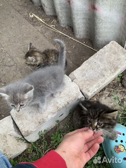 Отдам котяток