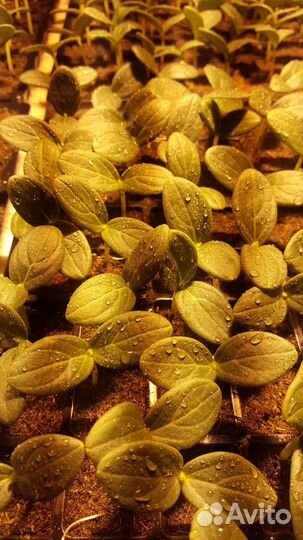 Рассада овощных культур