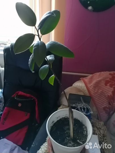 Комнатные растения