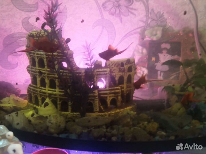 Аквариумные рыбки сомики и меченосцы