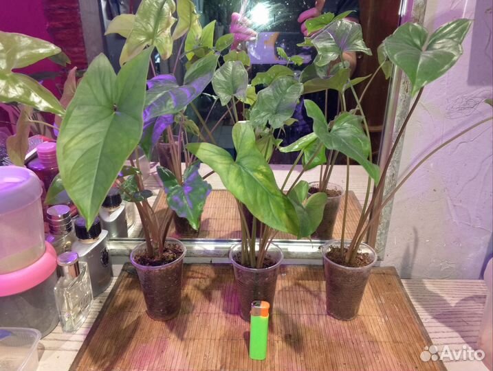 Комнатные растения 1