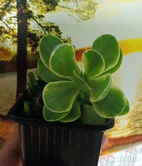 Сукулленты,растения