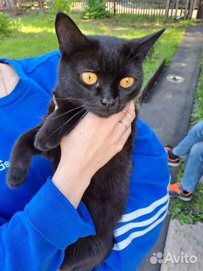 Британская