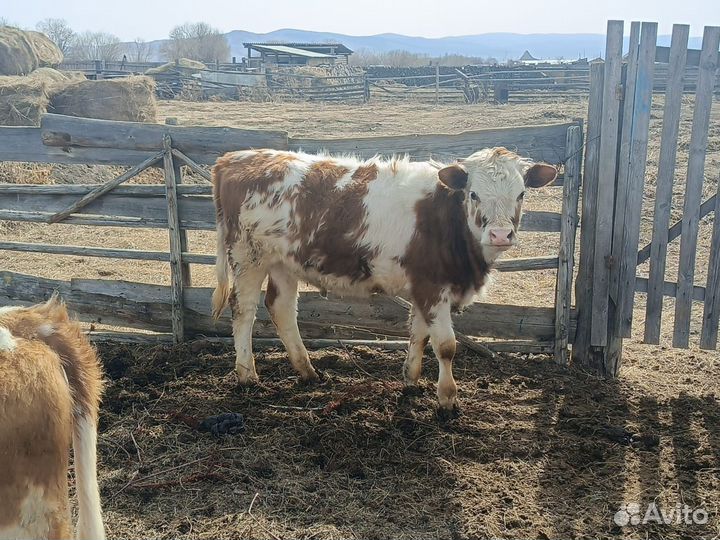 Продам быка и телку