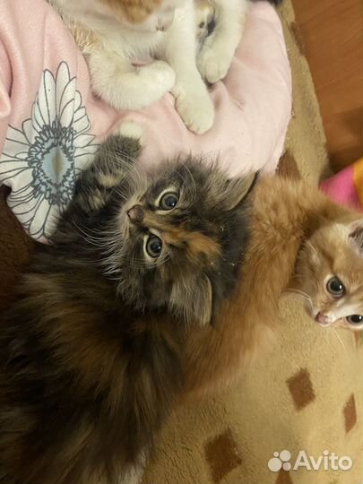 Отдам в добрые руки котят