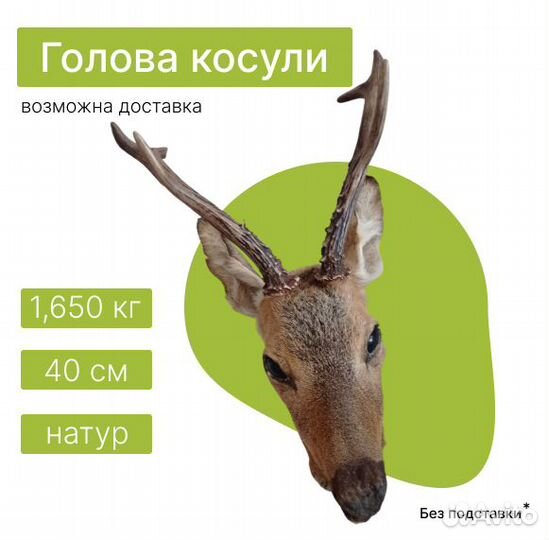 Голова косули