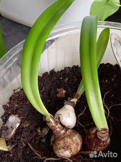 Гиппиаструм