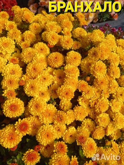 Хризантема мультифлора
