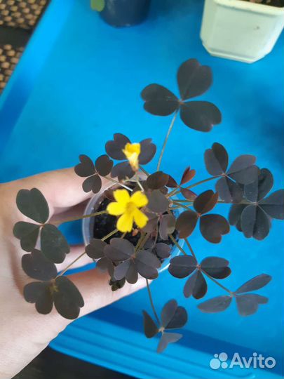 Кислица или оксалис