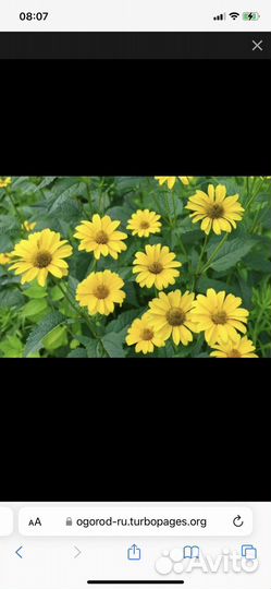 Корень пионов и других многолетников