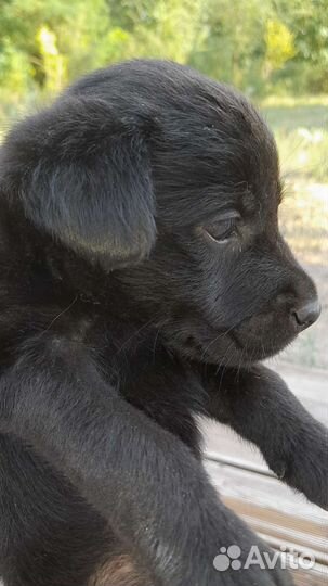 Щенки лабрадора