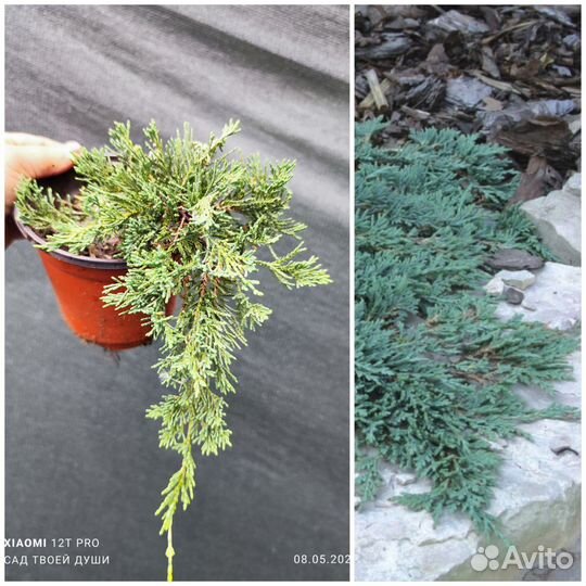 Можжевельник