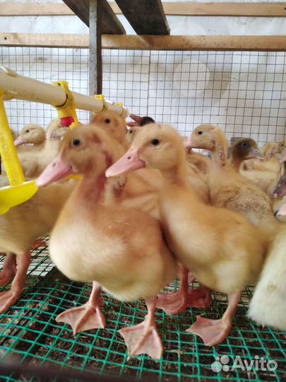 Утята подрощенные