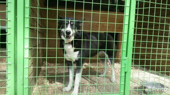 Гостиница (передержка) для собак Москва