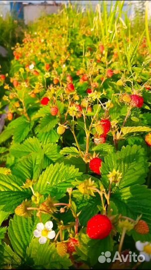 Земляника садовая