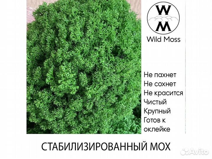 Стабилизированный мох