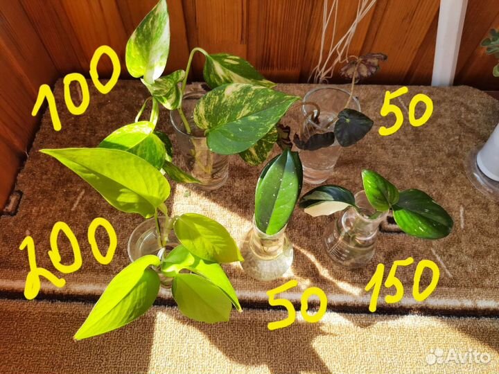 Черенки растений