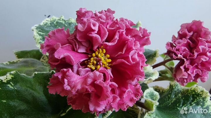 Детки фиалки Шикарный мак