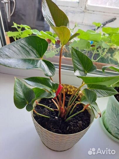 Спатифиллум и антуриум