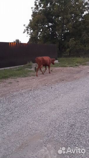 Корова телка