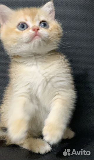 Британская золотая короткошерстная кошка